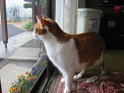 外を見つめる猫ロイ