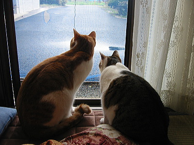 兄妹猫が外を見つめる