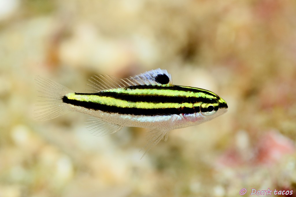 フタスジタマガシラ Don☆tacos × 幼魚戦記