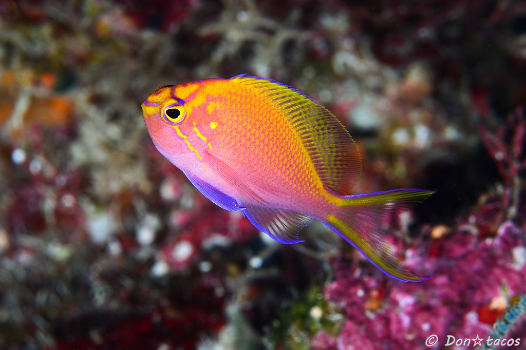 【現物5】ハナゴンベ 6cm± (A-4302) 粒エサOK ハナゴンベ 1匹 4-6cm± ! 海水魚 ゴンベ