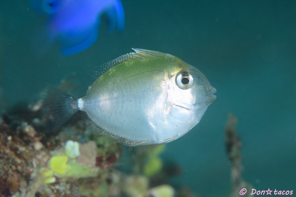 ヒメテングハギ Don☆tacos × 幼魚戦記