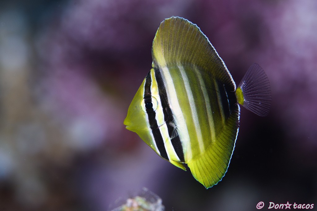 ヒレナガハギ Don☆tacos × 幼魚戦記