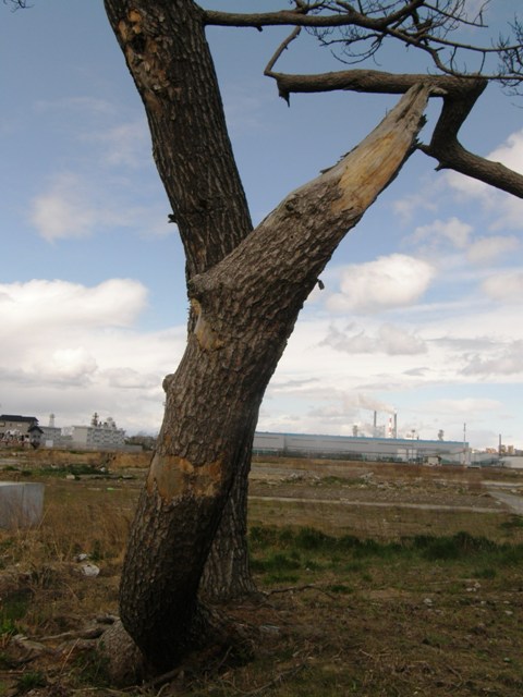 P5021696s.JPG