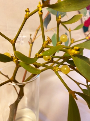 親樹木付き宿木ヤドリギオレンジの実‼️縁起物幸せ運ぶ木♪