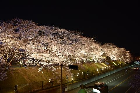 15040517