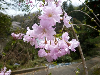 ºù
