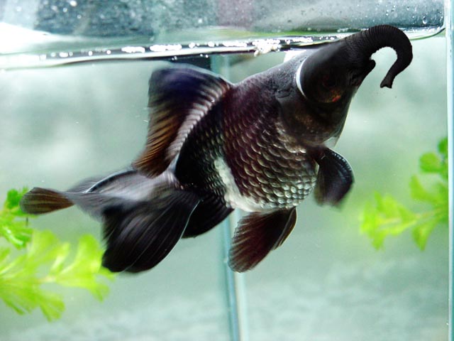 ぞんぎょ