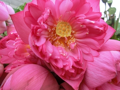 ハスの花