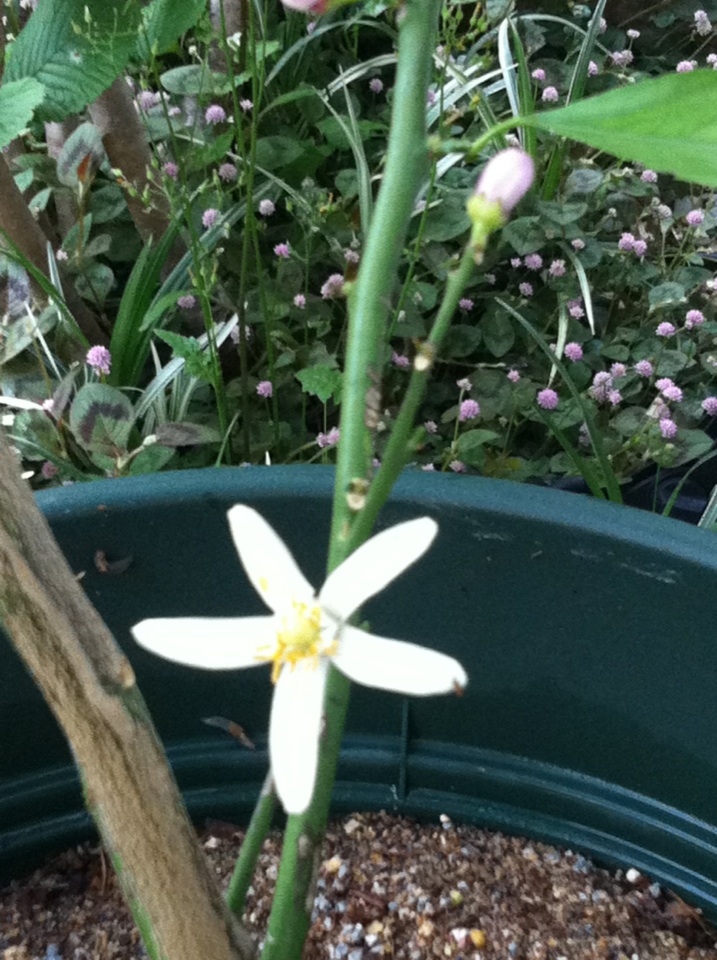 レモンの花