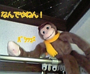 monkey