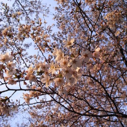 sakura
