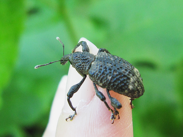 ゾウムシ カエル通信