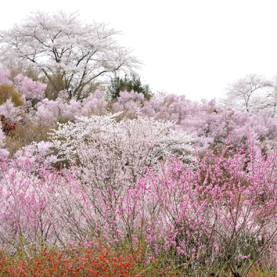 花見山