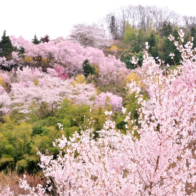 花見山