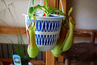 食虫植物とアリ植物展 告知 Nonoca Blog
