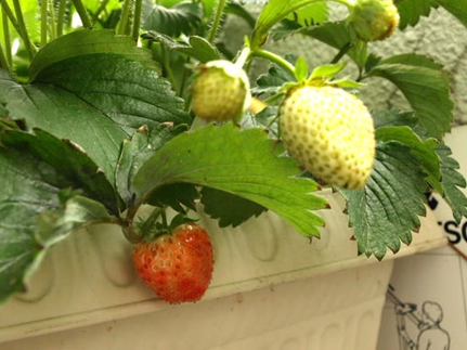 くみちゃんランド