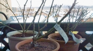 バラ大苗 冬の植替え