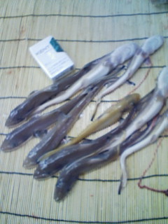 20080602121101.jpg