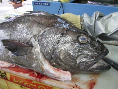 今日の主役は特大クエではなく、オオクチイシナギ | 京都の異端児、鮮魚仲卸