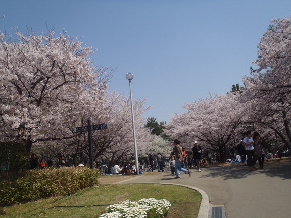 桜02