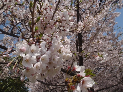 桜03
