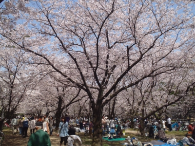 桜04