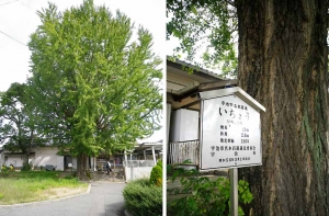 新田駅から/イチョウ