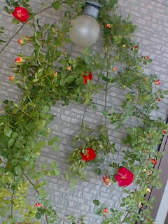 07-05-15_08-32.jpg