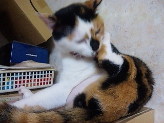 ねね1