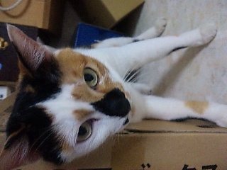 ねね2