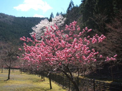 花モモと桜