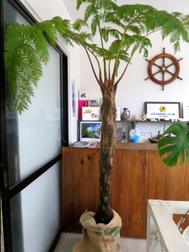 沖縄巨大 デカイヘゴ へご 観葉植物