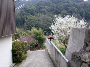 金刀比羅宮