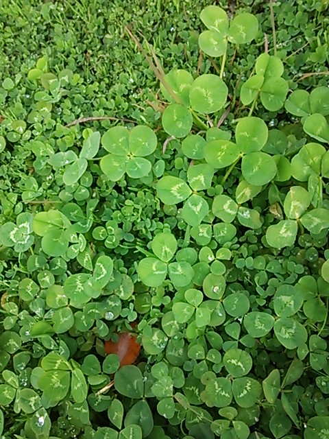 DSC_0772.JPG