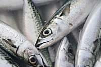 青魚