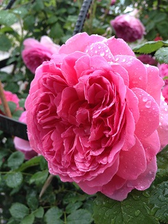 IMG_1176.jpg