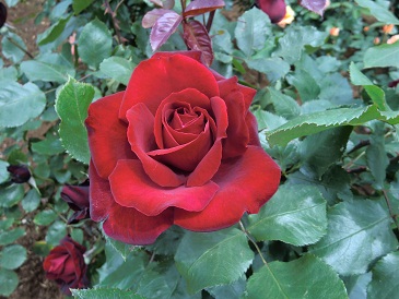 CIMG0912.jpg