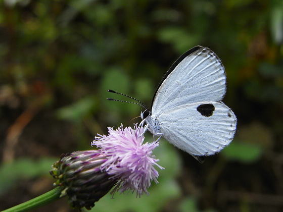 2009年05月の記事 虫つれづれ＠対馬v2