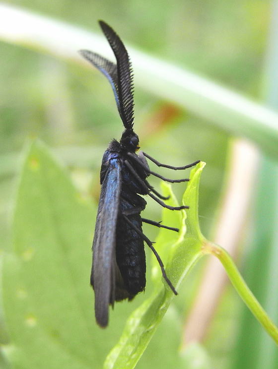 Illiberis属の一種＠マダラガ科 虫つれづれ＠対馬v2