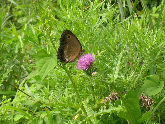 Minois dryas bipunctata (Motschulsky, 1860)