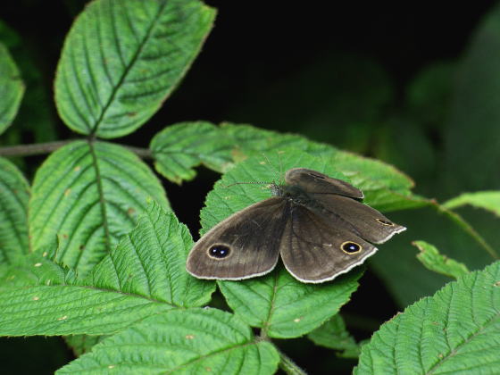 Ypthima multistriata ganus Fruhstorfer,1911
