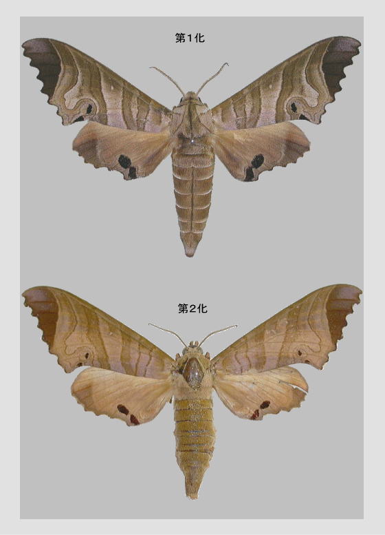 タイワンクチバスズメの標本