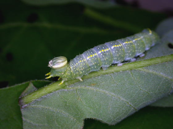 トビネシャチホコの幼虫