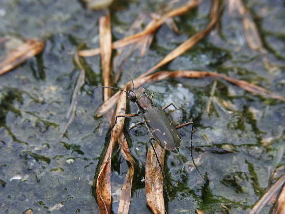 Cicindela specularis