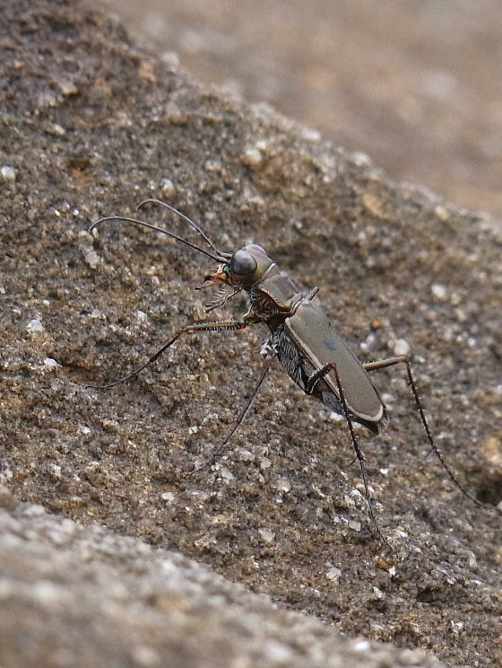 Cicindela yuasai
