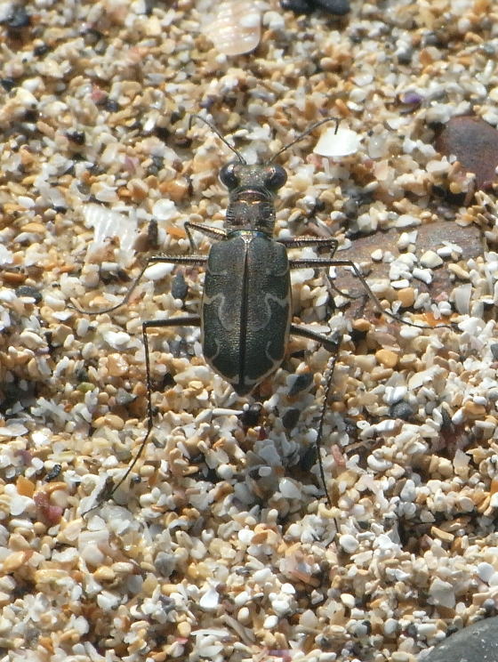Cicindela elisae