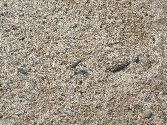 Cicindela elisae