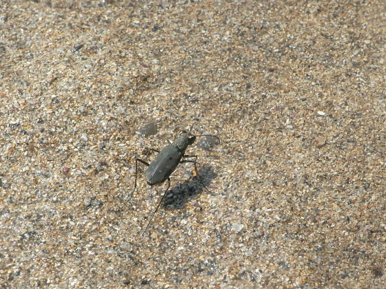 Cicindela specularis