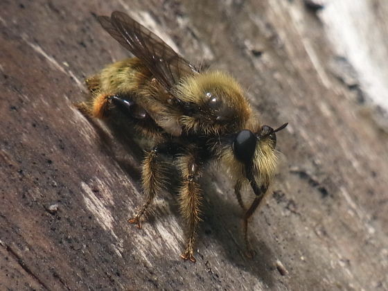 Laphria rufa ?