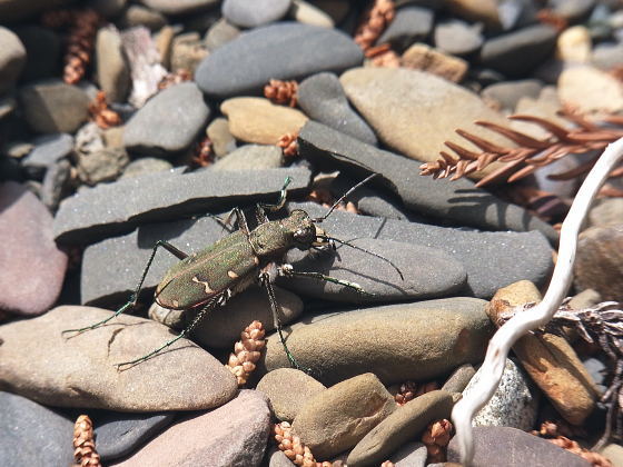 Cicindela gemmata aino